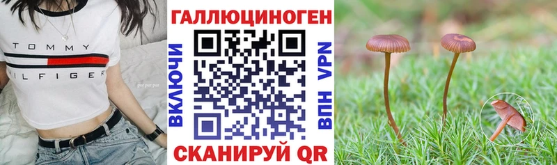 закладки  Миасс  Псилоцибиновые грибы Psilocybine cubensis 